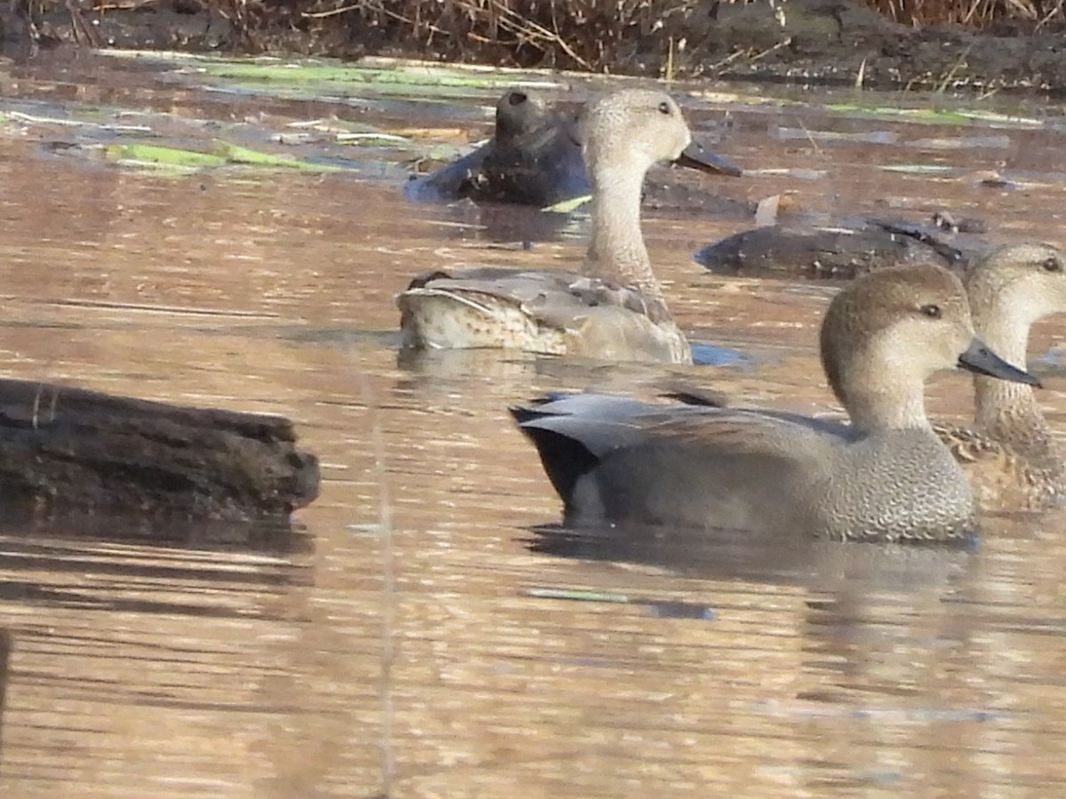 duck sp. - ML647203583