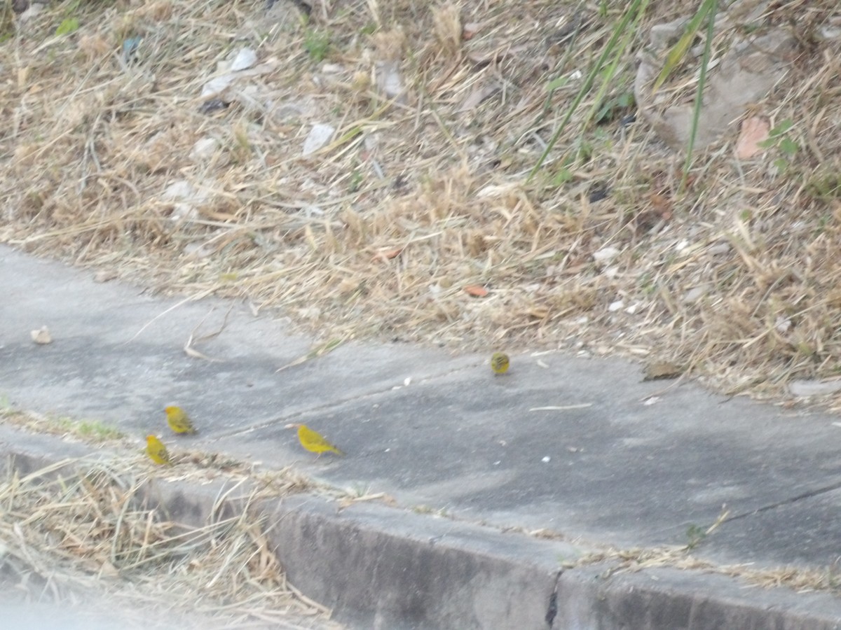 Saffron Finch (Saffron) - ML647203585