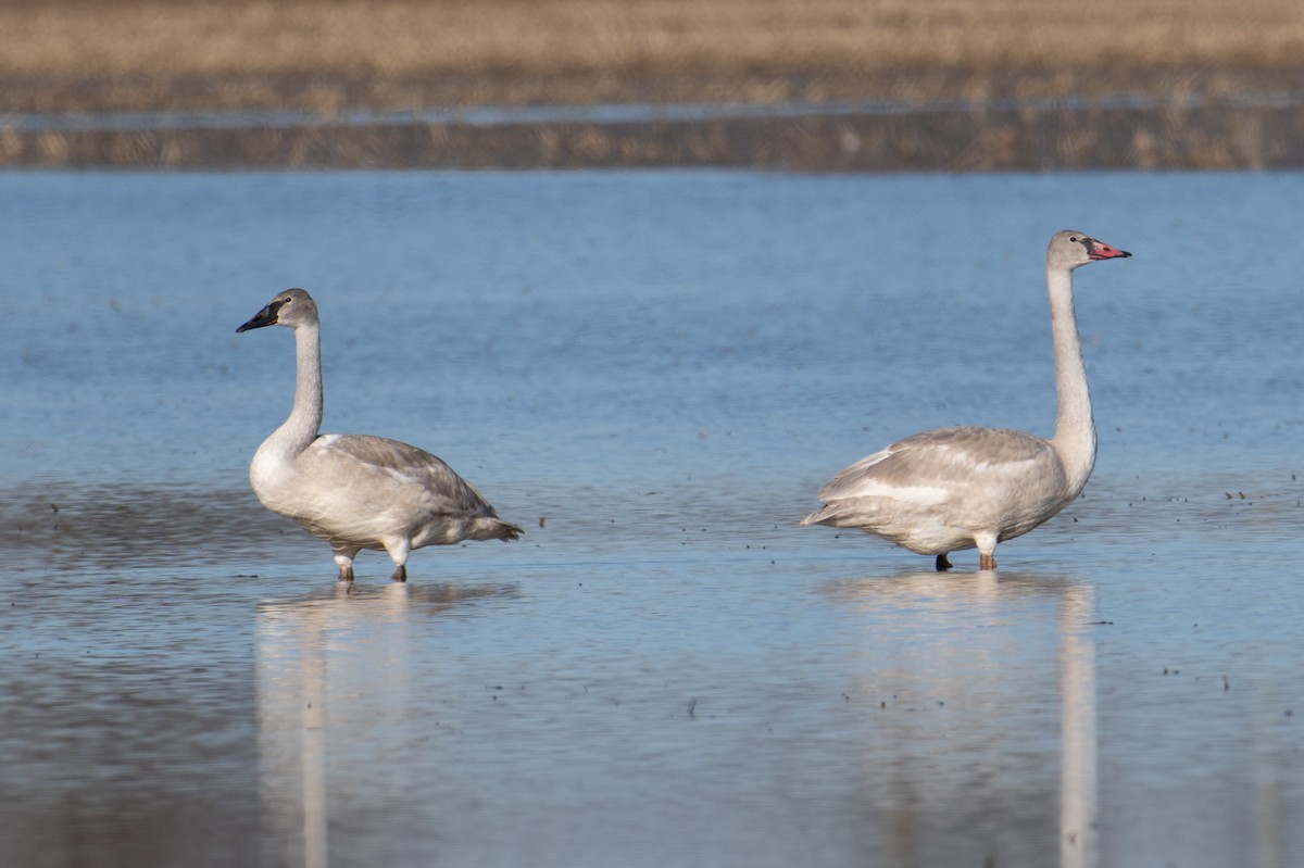Trumpeter Swan - ML647203586