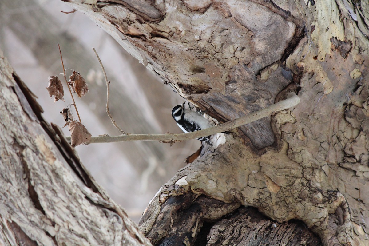 Downy Woodpecker - ML647203587