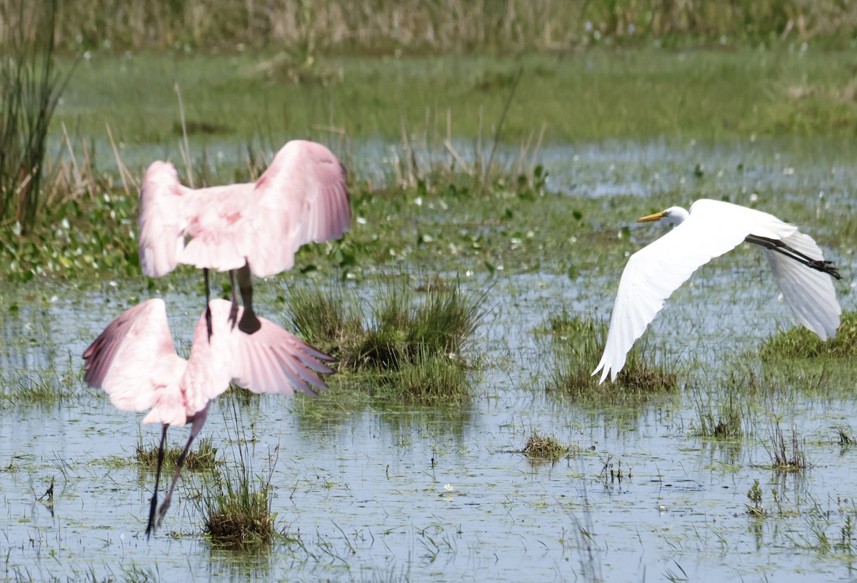 Great Egret - ML647203588