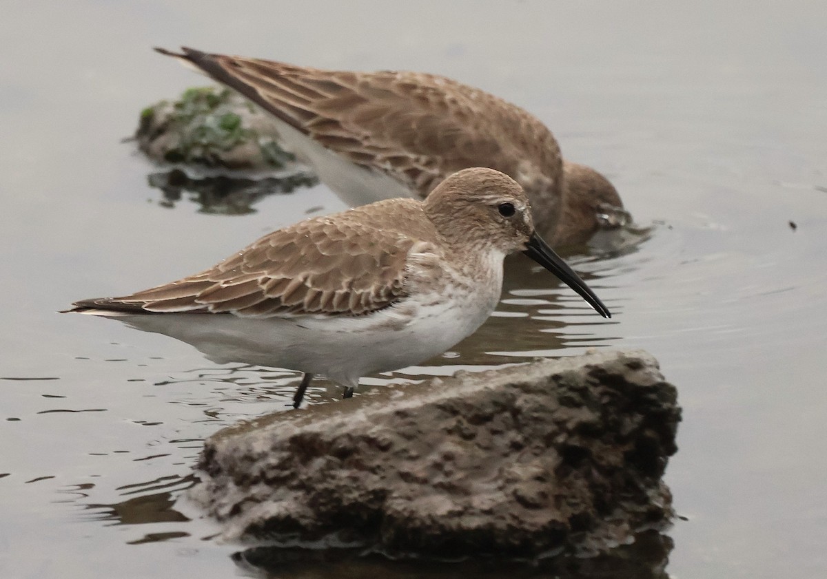 Dunlin - ML647203589