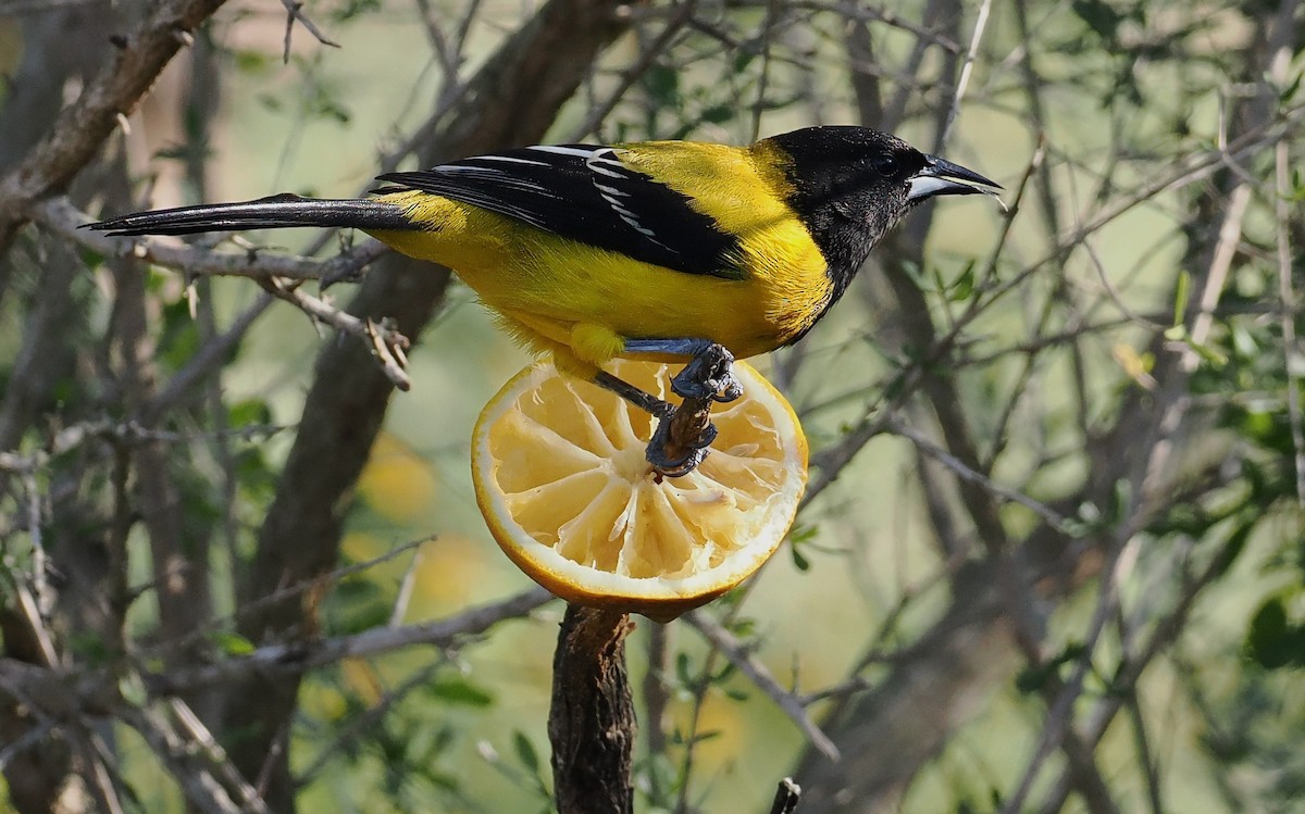 Audubon's Oriole - ML647203593