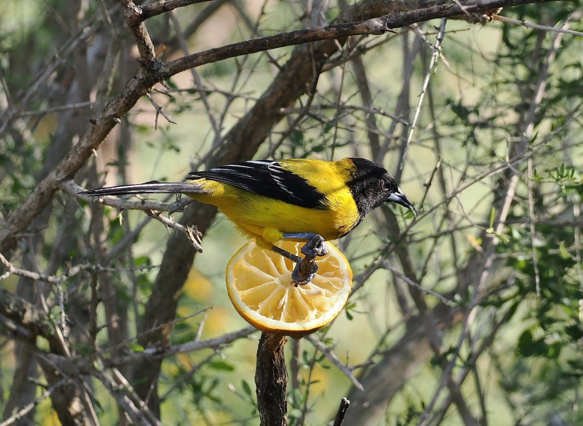 Audubon's Oriole - ML647203594