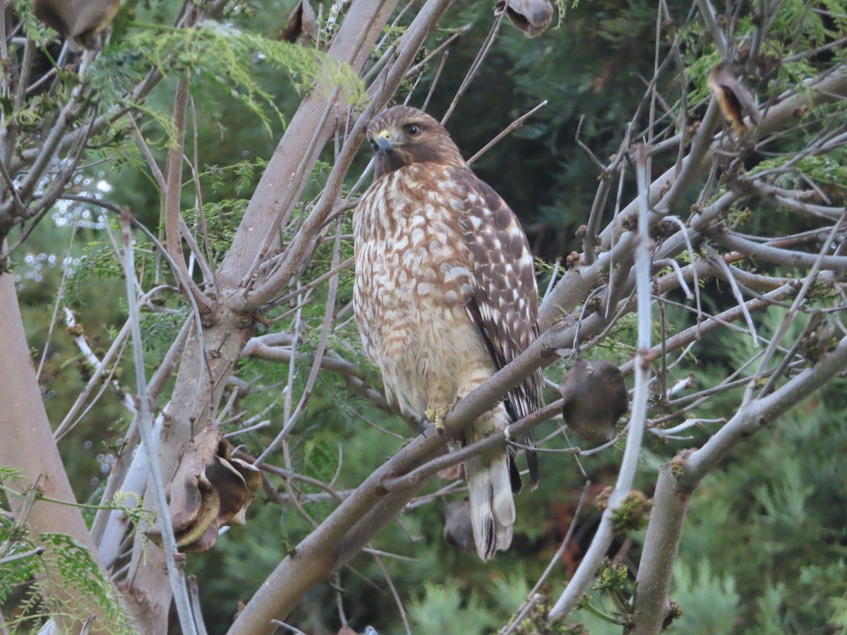 Red-shouldered Hawk - ML647203596
