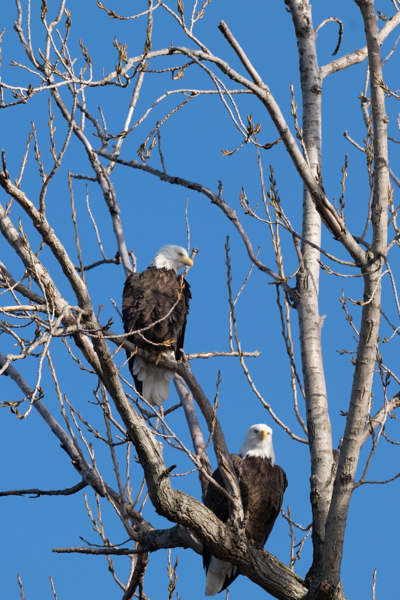 Bald Eagle - ML647203597