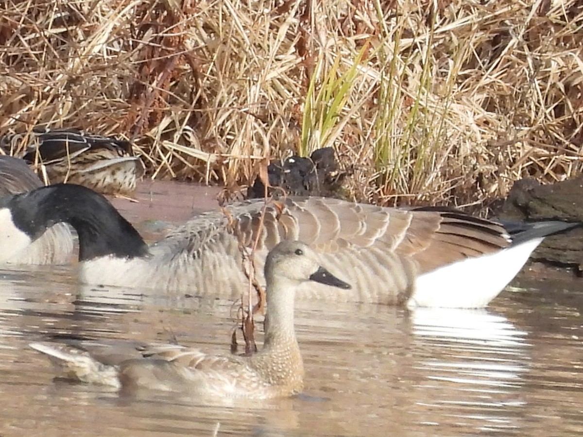 duck sp. - ML647203598