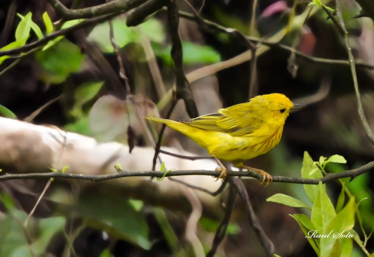 American Redstart - ML647203600