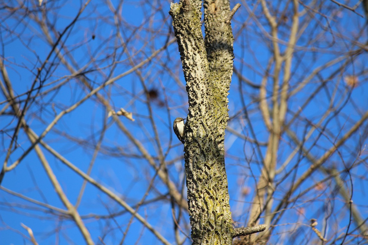 Brown Creeper - ML647203601
