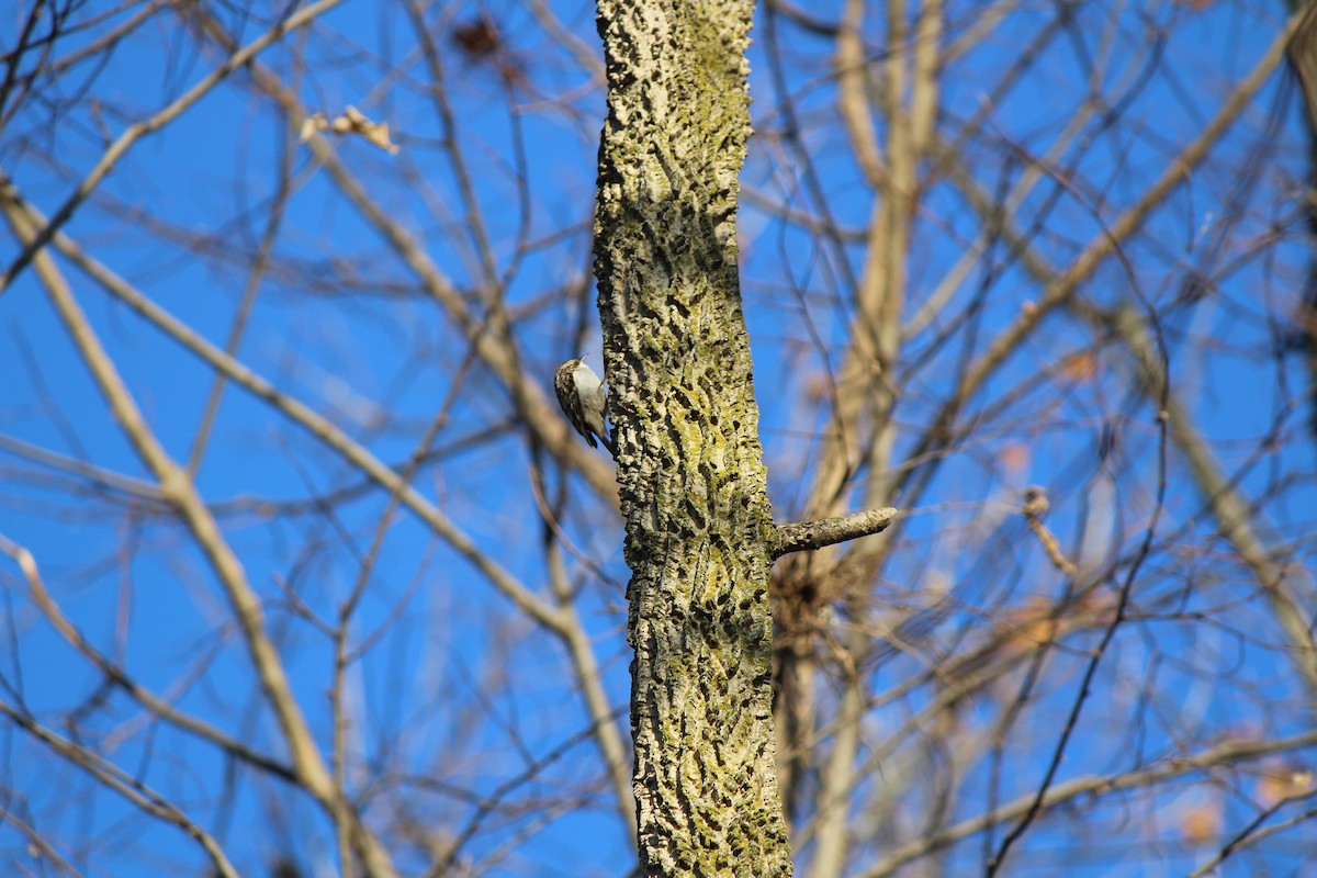 Brown Creeper - ML647203602