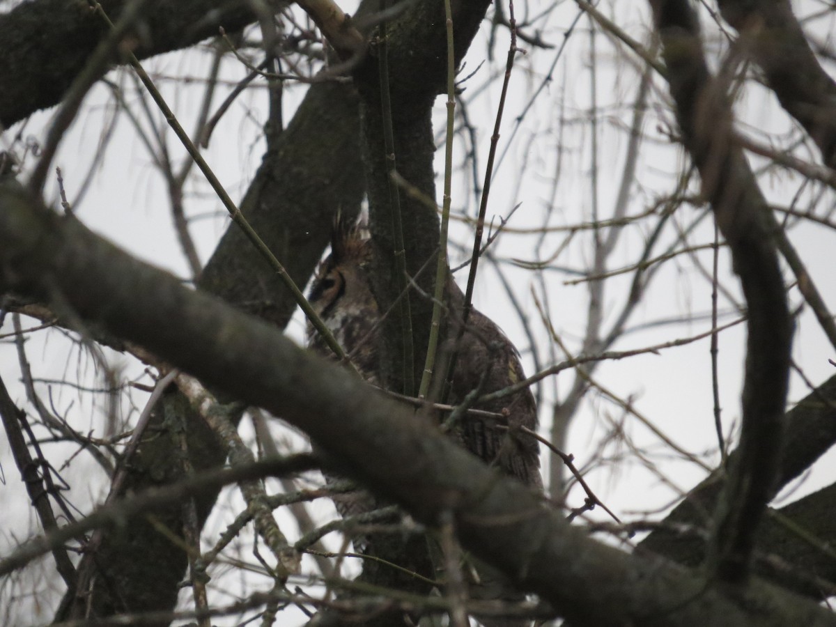 Great Horned Owl - ML647203603