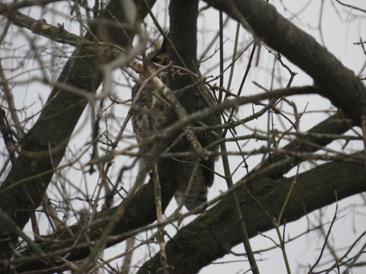 Great Horned Owl - ML647203604