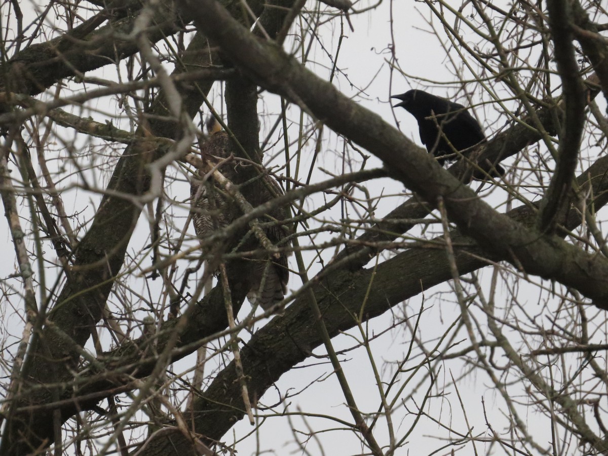Great Horned Owl - ML647203605