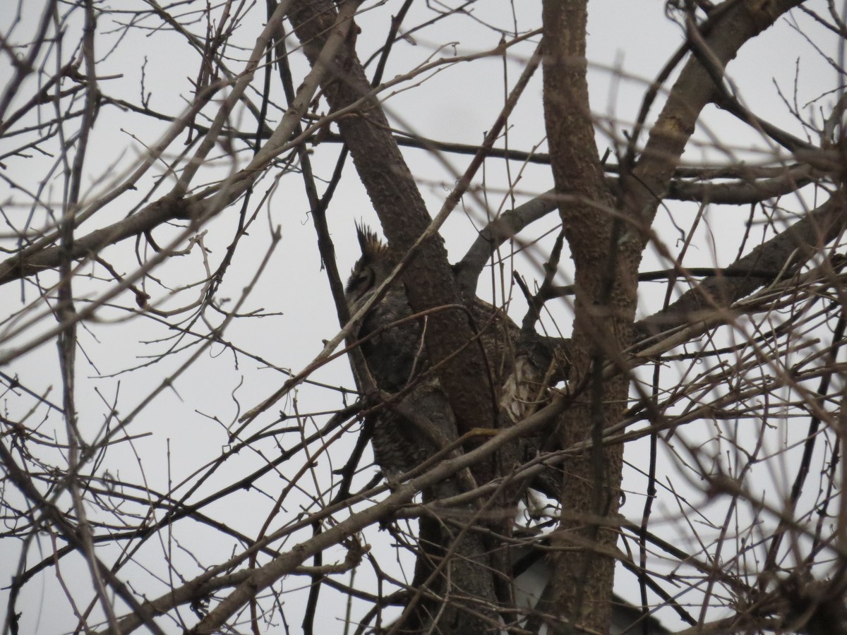 Great Horned Owl - ML647203606