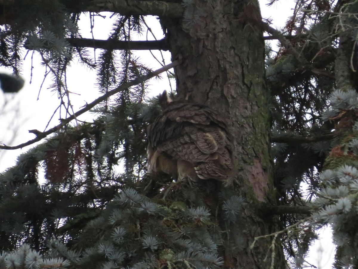 Great Horned Owl - ML647203607