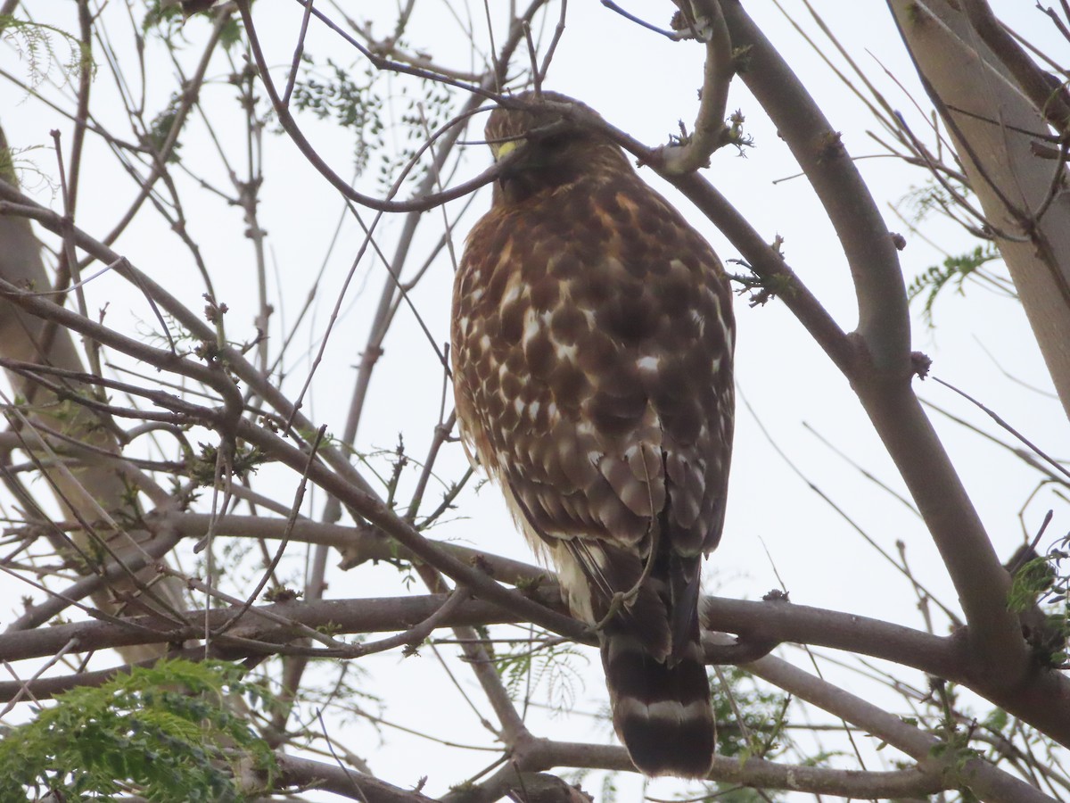 Red-shouldered Hawk - ML647203608
