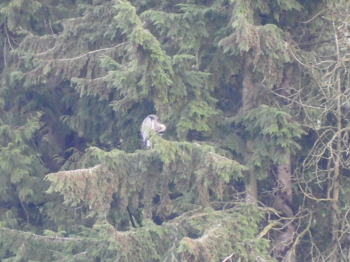 Great Blue Heron - ML647203609