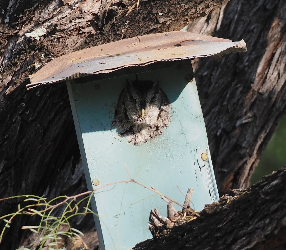 Eastern Screech-Owl (McCall's) - ML647203610