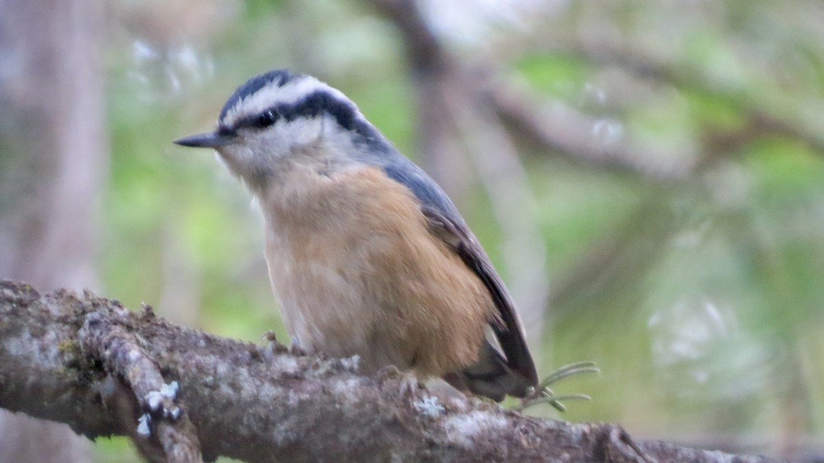 Red-breasted Nuthatch - ML647203611