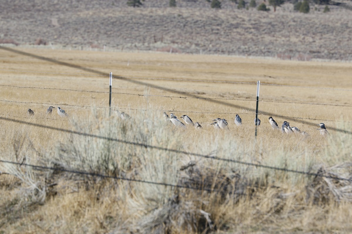 Black-crowned Night Heron - ML647203612