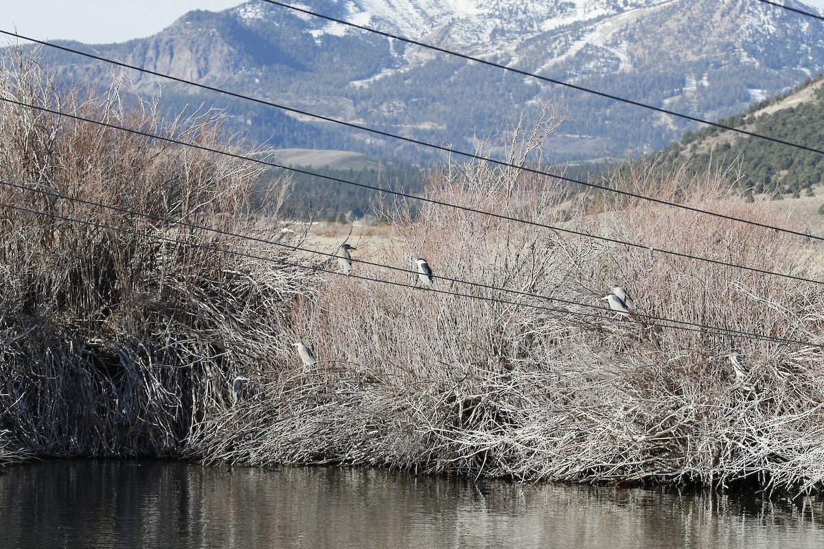 Black-crowned Night Heron - ML647203613