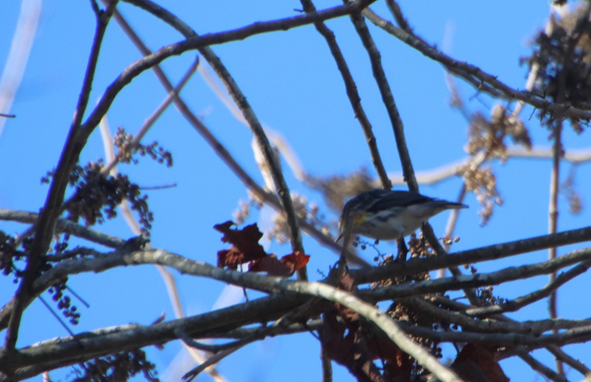 Yellow-rumped Warbler - ML647203614