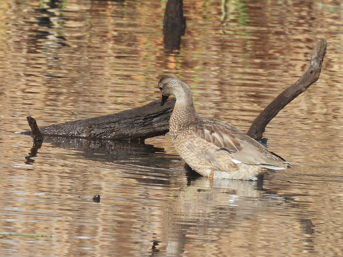 duck sp. - ML647203616