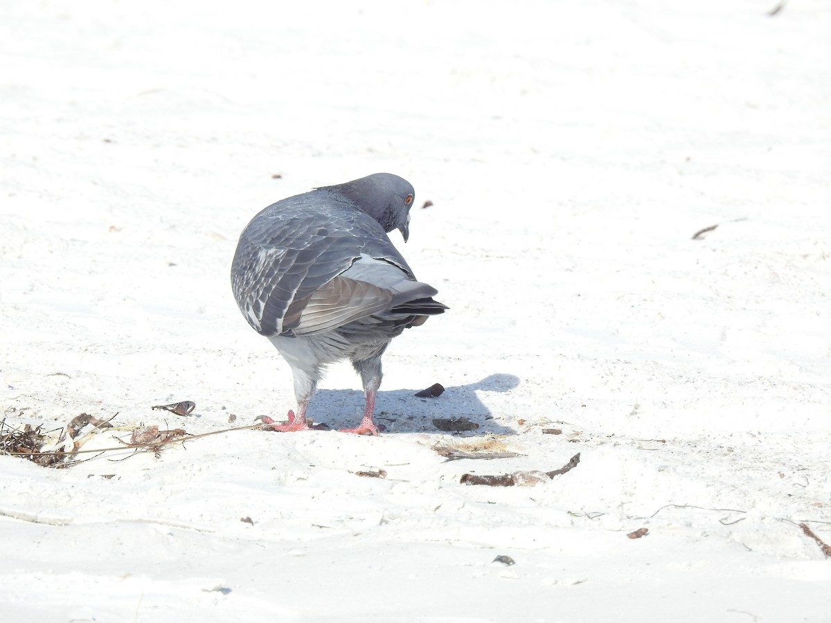 Rock Pigeon (Feral Pigeon) - ML647203618