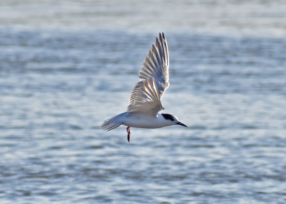 Common Tern - ML647203628
