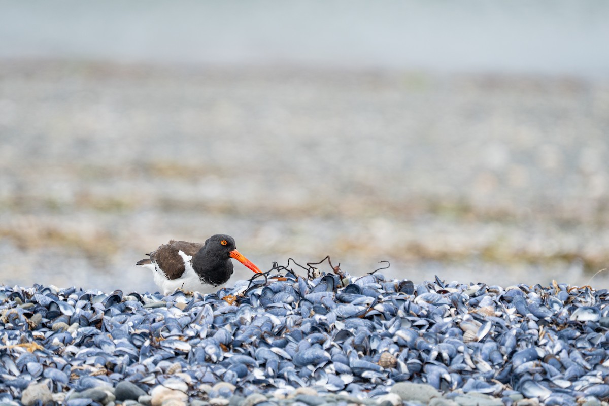 American Oystercatcher - ML647203634
