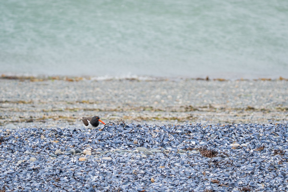 American Oystercatcher - ML647203637