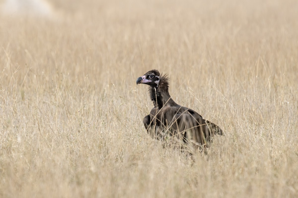 クロハゲワシ - ML647203638