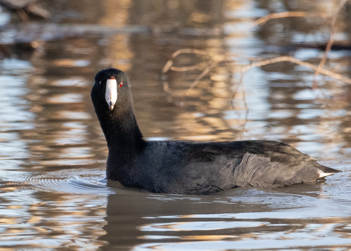 Kopetazuri amerikarra - ML647203639