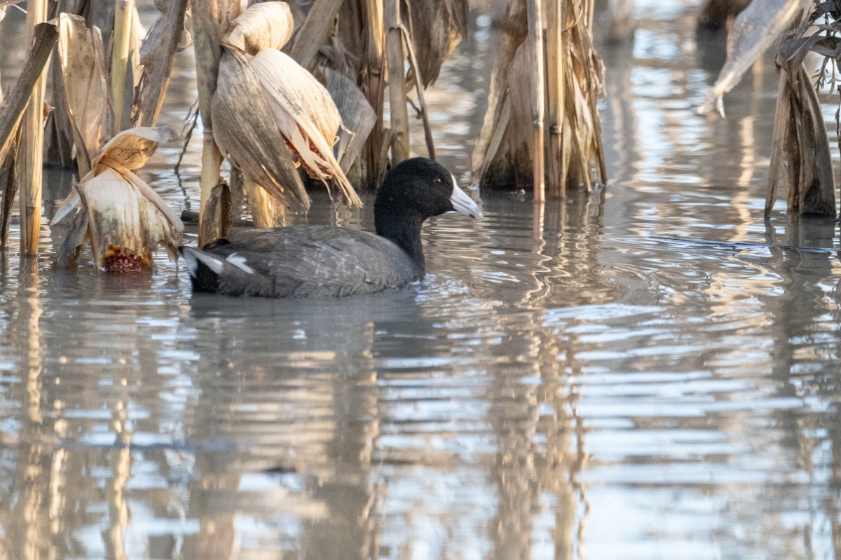 Kopetazuri amerikarra - ML647203640