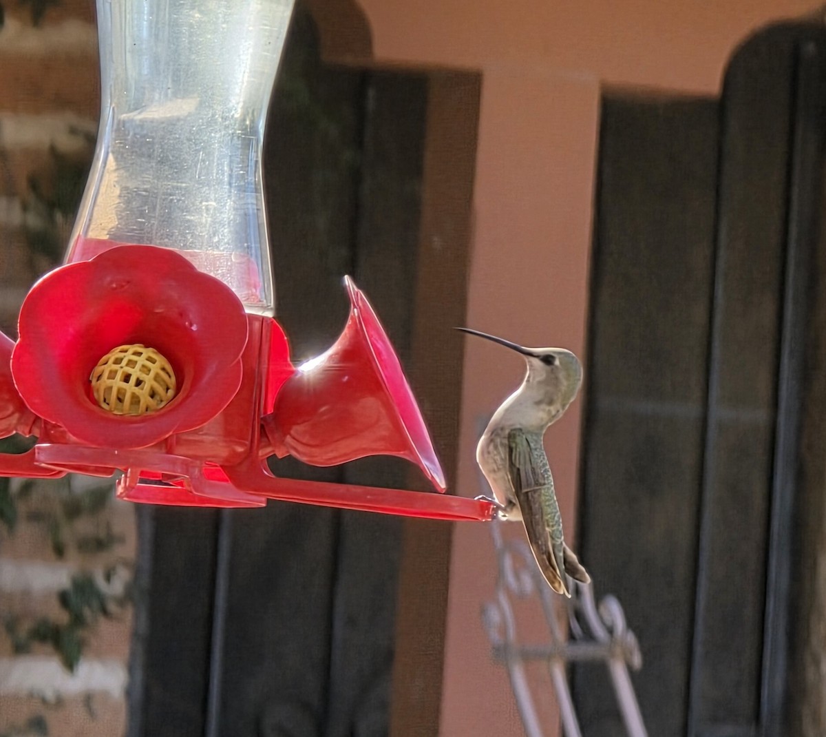 Black-chinned Hummingbird - ML647203642