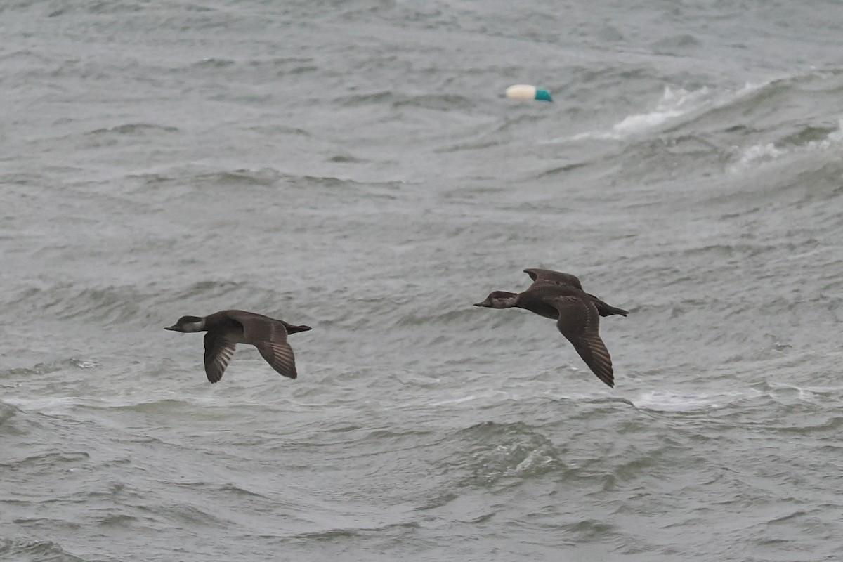 Black Scoter - ML647203674