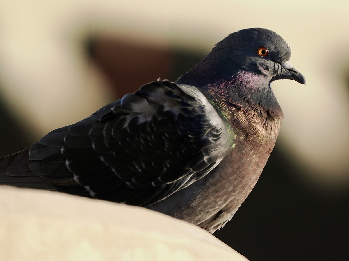 יונת בית - ML647203703