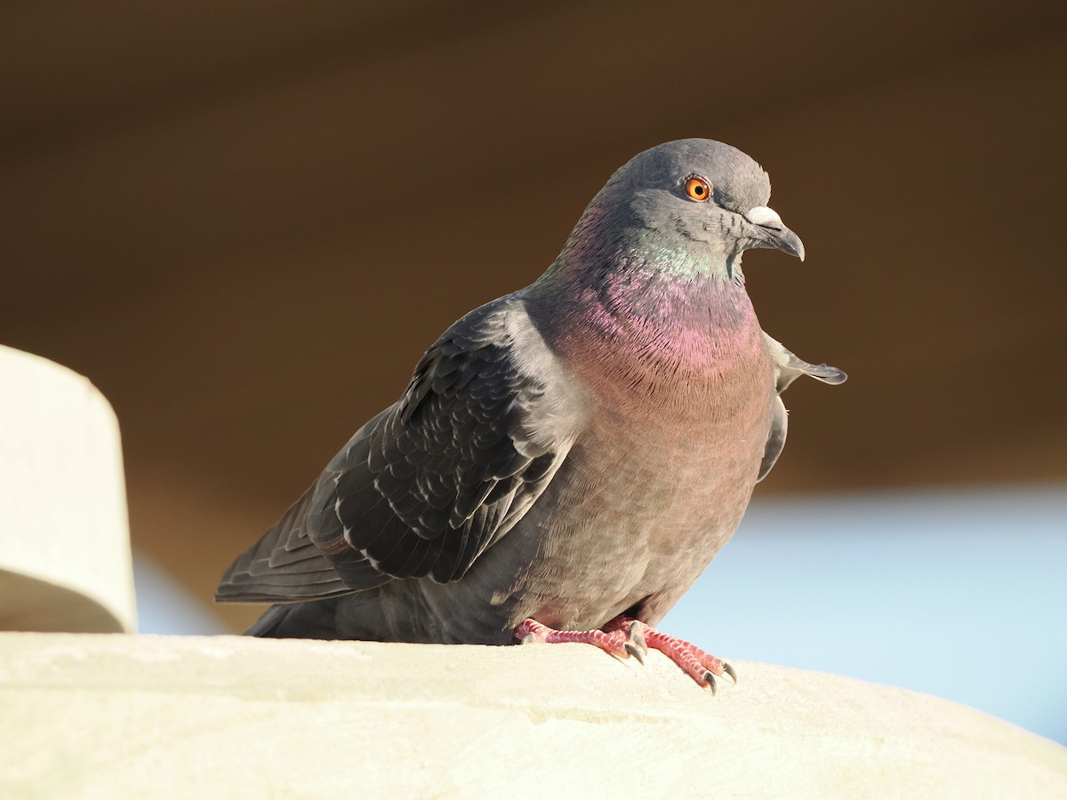 יונת בית - ML647203704