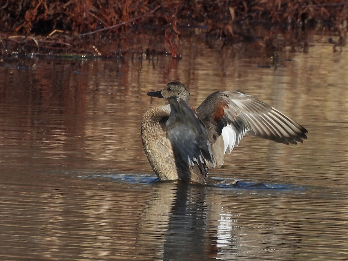 Canard chipeau - ML647203705