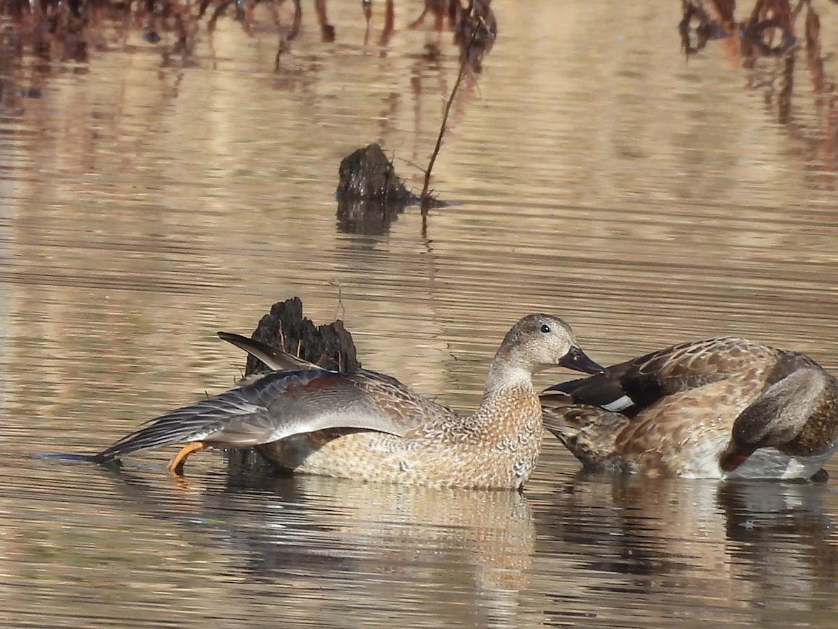 Canard chipeau - ML647203709