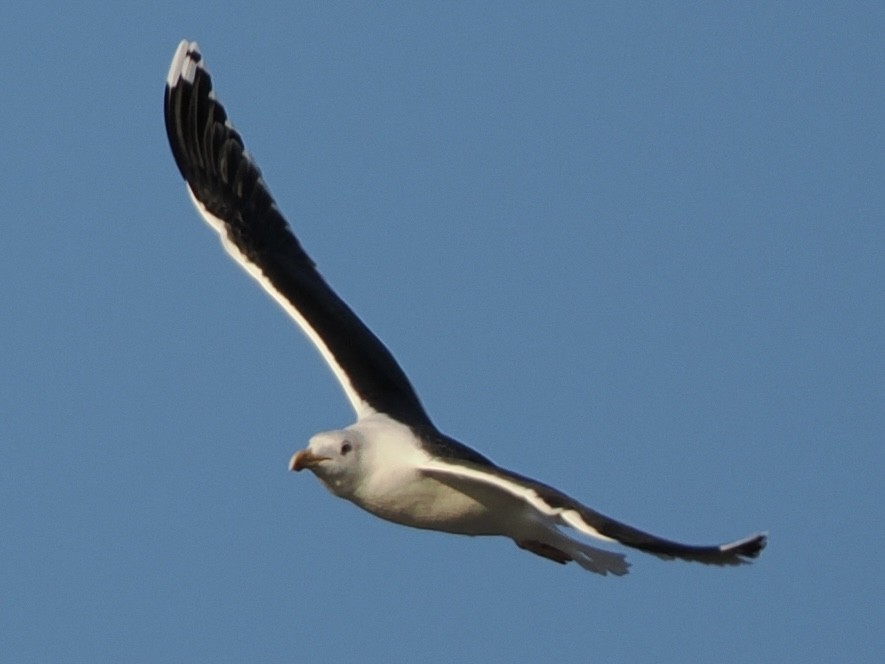 racek mořský - ML647203719