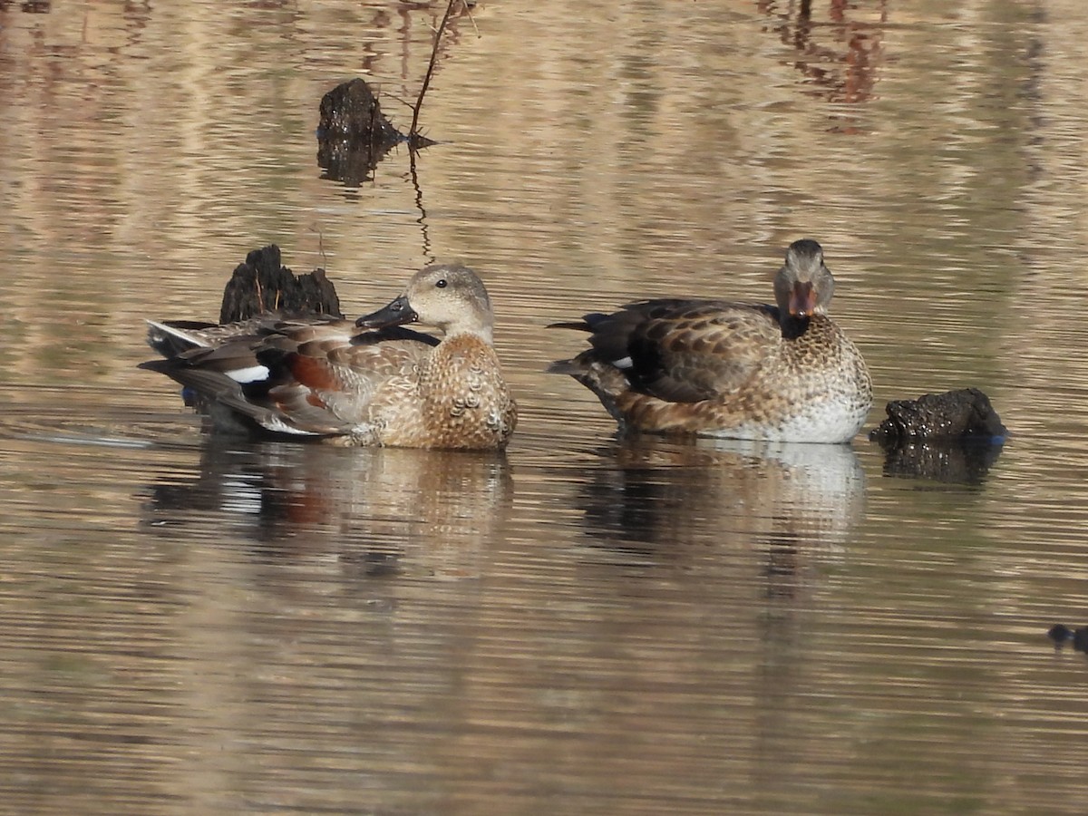 Canard chipeau - ML647203725