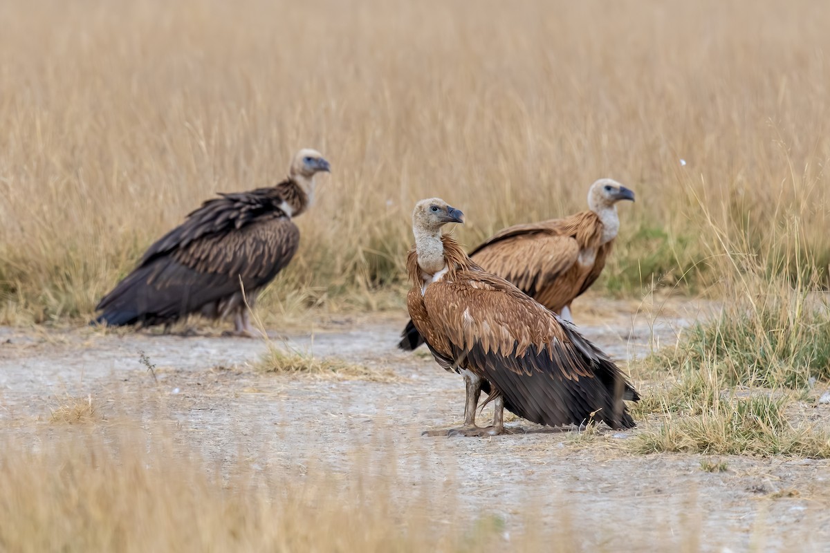 Eurasian Griffon - ML647203733