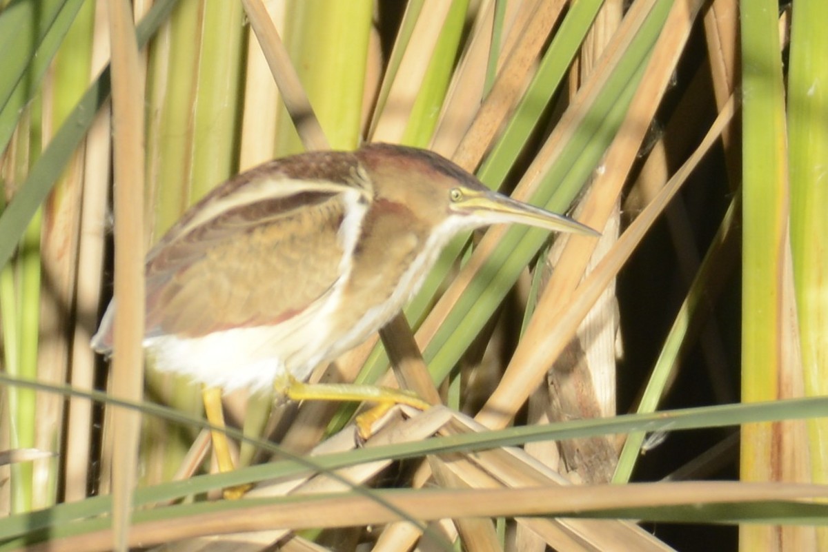 Petit Blongios - ML647203735