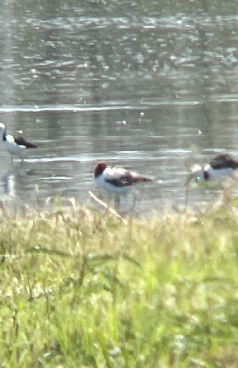 Red-necked Avocet - ML647203736