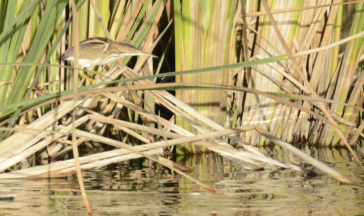 Petit Blongios - ML647203744