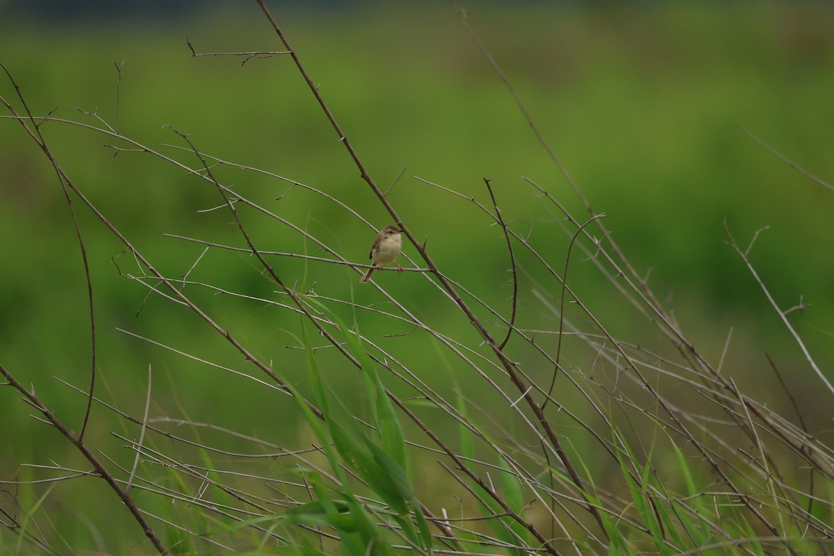 Prinia Sencilla - ML647203746