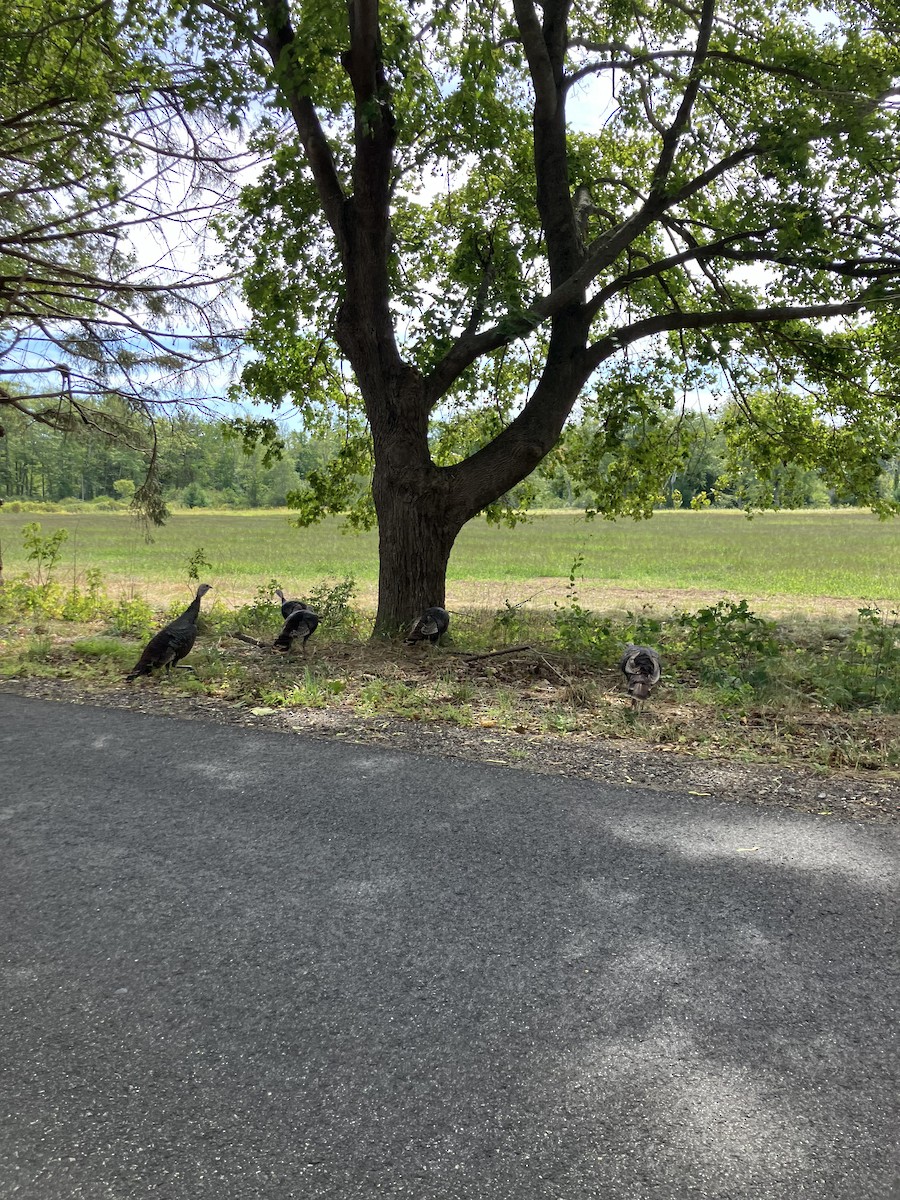 Yabani Hindi - ML647203747