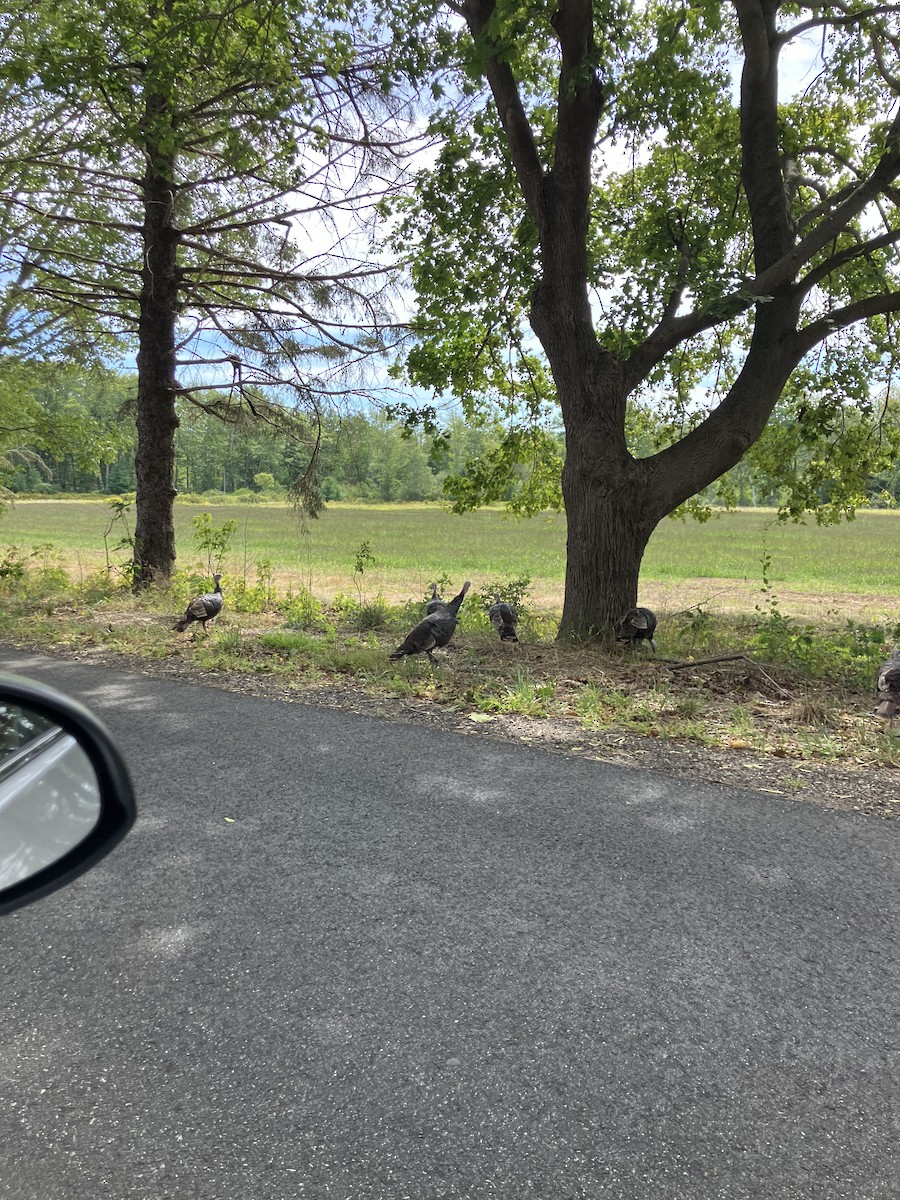 Yabani Hindi - ML647203748