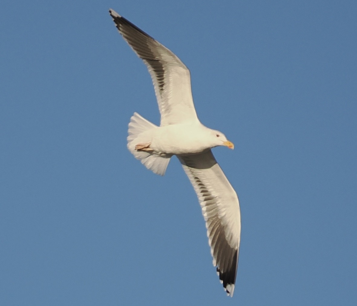 racek mořský - ML647203749